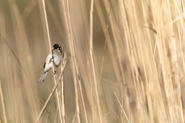 Reed Bunting Emeberiza schoeniclus sazlığa tünedi