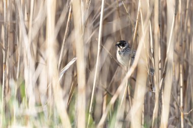 Reed Bunting Emeberiza schoeniclus sazlığa tünedi