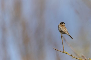 Reed Bunting Emeberiza schoeniclus sazlığa tünedi