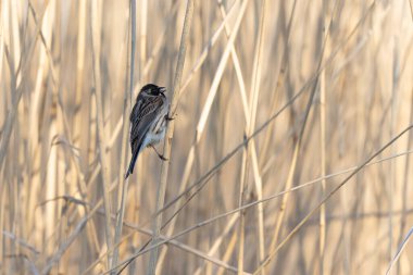 Reed Bunting Emeberiza schoeniclus sazlığa tünedi
