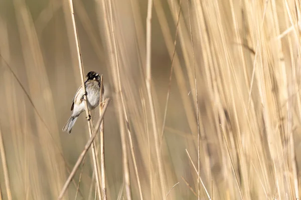 Reed Bunting Emeberiza Schoeniclus Siedząc Trzciny — Zdjęcie stockowe