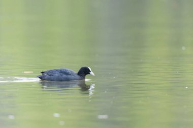 Fransız Coot Fulica atra Fransa 'da bir gölette koşuyor ya da yüzüyor