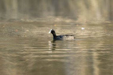 Fransız Coot Fulica atra Fransa 'da bir gölette koşuyor ya da yüzüyor
