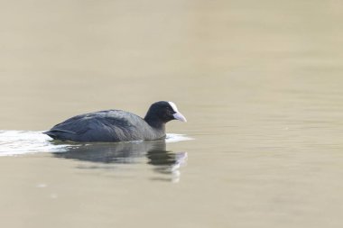 Fransız Coot Fulica atra Fransa 'da bir gölette koşuyor ya da yüzüyor