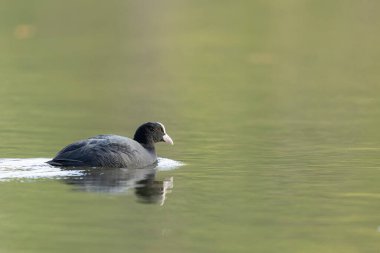 Fransız Coot Fulica atra Fransa 'da bir gölette koşuyor ya da yüzüyor
