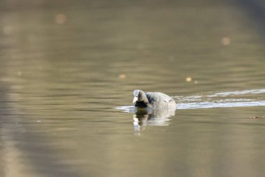 Fransız Coot Fulica atra Fransa 'da bir gölette koşuyor ya da yüzüyor