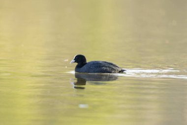 Fransız Coot Fulica atra Fransa 'da bir gölette koşuyor ya da yüzüyor