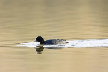 Fransız Coot Fulica atra Fransa 'da bir gölette koşuyor ya da yüzüyor