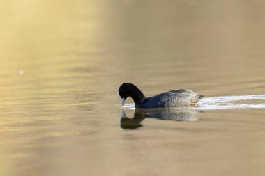 Fransız Coot Fulica atra Fransa 'da bir gölette koşuyor ya da yüzüyor