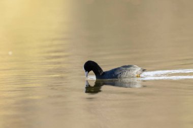 Fransız Coot Fulica atra Fransa 'da bir gölette koşuyor ya da yüzüyor