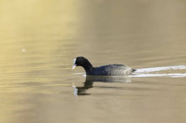 Fransız Coot Fulica atra Fransa 'da bir gölette koşuyor ya da yüzüyor