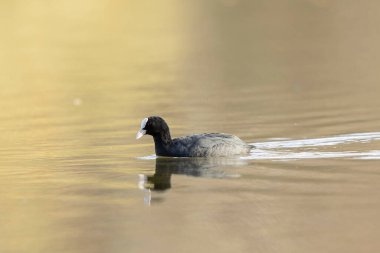 Fransız Coot Fulica atra Fransa 'da bir gölette koşuyor ya da yüzüyor