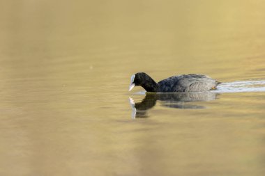 Fransız Coot Fulica atra Fransa 'da bir gölette koşuyor ya da yüzüyor