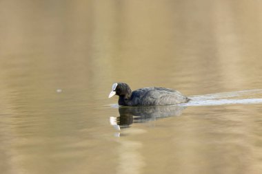 Fransız Coot Fulica atra Fransa 'da bir gölette koşuyor ya da yüzüyor