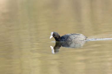 Fransız Coot Fulica atra Fransa 'da bir gölette koşuyor ya da yüzüyor