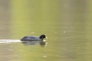 Fransız Coot Fulica atra Fransa 'da bir gölette koşuyor ya da yüzüyor