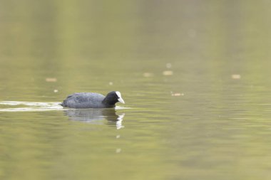 Fransız Coot Fulica atra Fransa 'da bir gölette koşuyor ya da yüzüyor