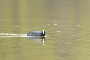 Fransız Coot Fulica atra Fransa 'da bir gölette koşuyor ya da yüzüyor