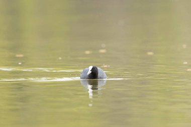 Fransız Coot Fulica atra Fransa 'da bir gölette koşuyor ya da yüzüyor