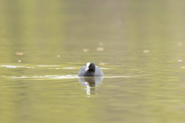 Fransız Coot Fulica atra Fransa 'da bir gölette koşuyor ya da yüzüyor
