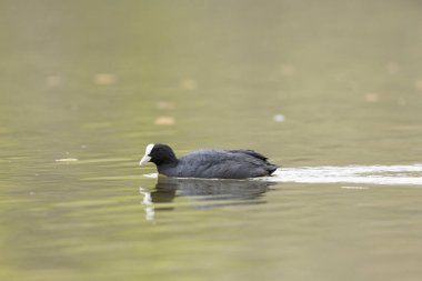 Fransız Coot Fulica atra Fransa 'da bir gölette koşuyor ya da yüzüyor