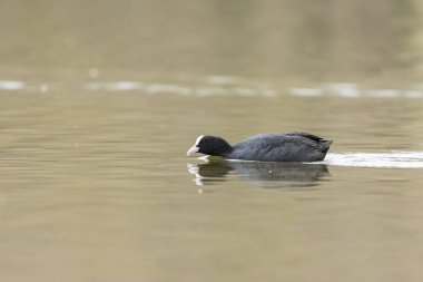 Fransız Coot Fulica atra Fransa 'da bir gölette koşuyor ya da yüzüyor