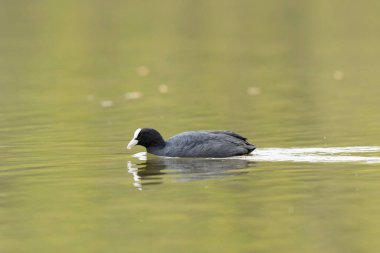 Fransız Coot Fulica atra Fransa 'da bir gölette koşuyor ya da yüzüyor