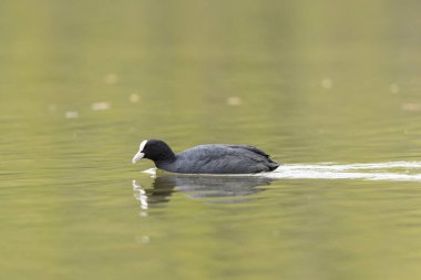 Fransız Coot Fulica atra Fransa 'da bir gölette koşuyor ya da yüzüyor
