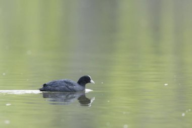Fransız Coot Fulica atra Fransa 'da bir gölette koşuyor ya da yüzüyor