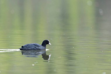 Fransız Coot Fulica atra Fransa 'da bir gölette koşuyor ya da yüzüyor