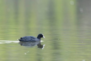 Fransız Coot Fulica atra Fransa 'da bir gölette koşuyor ya da yüzüyor