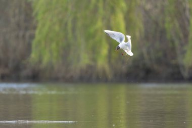 Gülen martı krokosefalus ridibundus akrobatik bir gölette uçuyor.