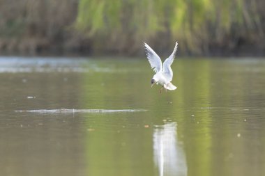 Gülen martı krokosefalus ridibundus akrobatik bir gölette uçuyor.