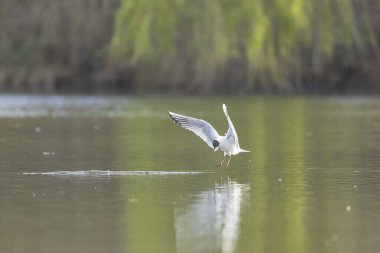 Gülen martı krokosefalus ridibundus akrobatik bir gölette uçuyor.