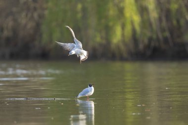 Gülen martı krokosefalus ridibundus akrobatik bir gölette uçuyor.