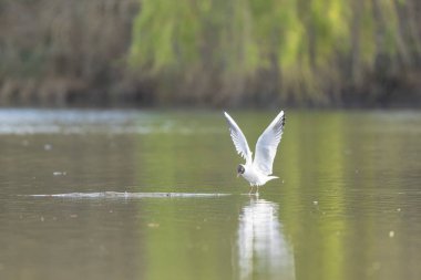 Gülen martı krokosefalus ridibundus akrobatik bir gölette uçuyor.