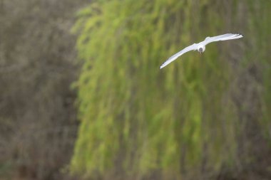 Gülen martı krokosefalus ridibundus akrobatik bir gölette uçuyor.