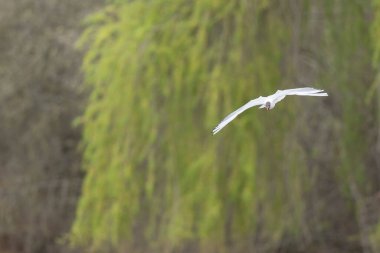 Gülen martı krokosefalus ridibundus akrobatik bir gölette uçuyor.