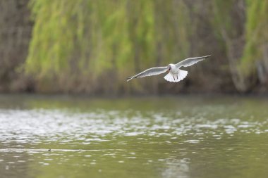 Gülen martı krokosefalus ridibundus akrobatik bir gölette uçuyor.