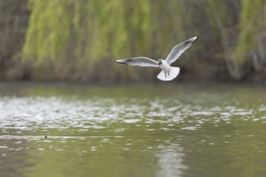 Gülen martı krokosefalus ridibundus akrobatik bir gölette uçuyor.
