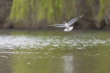 Gülen martı krokosefalus ridibundus akrobatik bir gölette uçuyor.