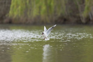 Gülen martı krokosefalus ridibundus akrobatik bir gölette uçuyor.