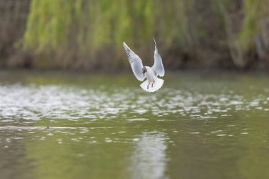 Gülen martı krokosefalus ridibundus akrobatik bir gölette uçuyor.