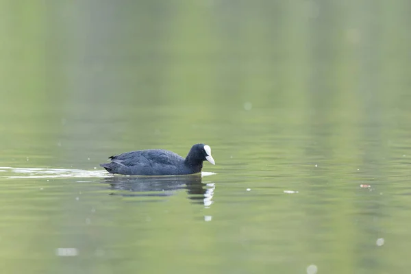 Common Coot Fulica Atra Running Swimming Pond France — Stock Photo, Image