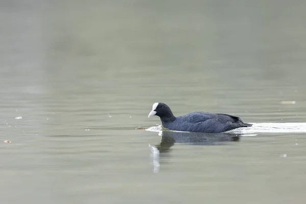 Common Coot Fulica Atra Running Swimming Pond France — Stock Photo, Image