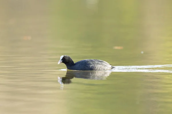 Coot Fulica Atra Comum Correndo Nadando Uma Lagoa França — Fotografia de Stock