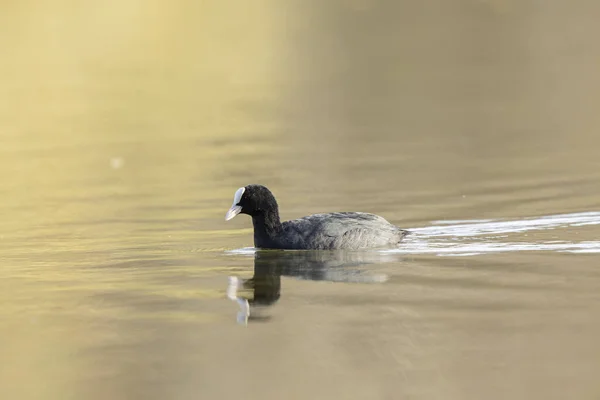 Coot Fulica Atra Comum Correndo Nadando Uma Lagoa França — Fotografia de Stock