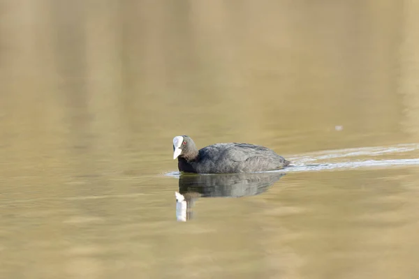 Coot Fulica Atra Comum Correndo Nadando Uma Lagoa França — Fotografia de Stock