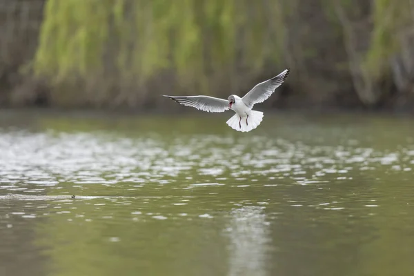 stock image Laughing Gull Chroicocephalus ridibundus in acrobatic flight on a pond