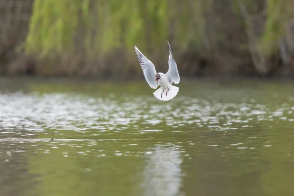 池の上でアクロバティックな飛行中の笑いのグルChroicocosphalus Ridibunbus — ストック写真